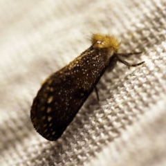 Epicoma contristis at O'Connor, ACT - 8 Feb 2018