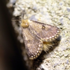 Epicoma contristis at O'Connor, ACT - 8 Feb 2018 08:55 PM