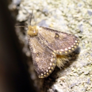 Epicoma contristis at O'Connor, ACT - 8 Feb 2018 08:55 PM