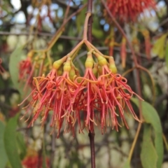 Amyema miquelii (Box Mistletoe) at Conder, ACT - 3 Feb 2018 by michaelb