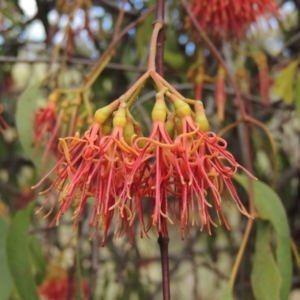 Amyema miquelii at Conder, ACT - 3 Feb 2018