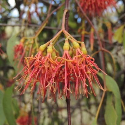 Amyema miquelii (Box Mistletoe) at Rob Roy Range - 3 Feb 2018 by MichaelBedingfield