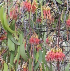 Amyema miquelii at Conder, ACT - 3 Feb 2018 05:52 PM