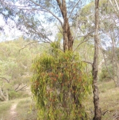 Amyema miquelii at Conder, ACT - 3 Feb 2018