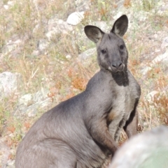 Osphranter robustus (Wallaroo) at Rob Roy Range - 3 Feb 2018 by michaelb