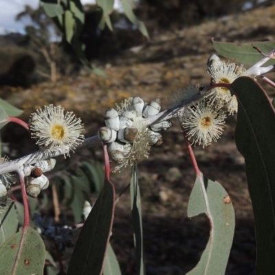 Eucalyptus nortonii (Mealy Bundy) at Rob Roy Range - 3 Feb 2018 by michaelb