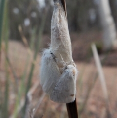 Acyphas semiochrea (Omnivorous Tussock Moth) at Belconnen, ACT - 12 Feb 2018 by CathB