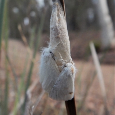 Acyphas semiochrea (Omnivorous Tussock Moth) at Belconnen, ACT - 12 Feb 2018 by CathB