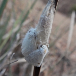 Acyphas semiochrea at Belconnen, ACT - 12 Feb 2018 06:56 AM