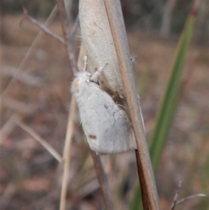 Acyphas semiochrea at Belconnen, ACT - 12 Feb 2018 06:56 AM