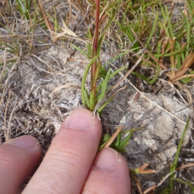 Hemarthria uncinata (Matgrass) at Jerrabomberra, ACT - 7 Feb 2018 by gregbaines