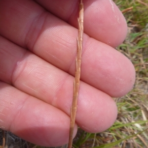 Hemarthria uncinata at Jerrabomberra, ACT - 8 Feb 2018