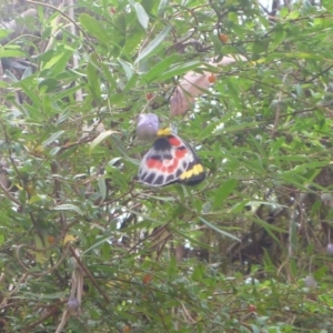 Delias harpalyce at Cotter River, ACT - 9 Feb 2018 12:51 AM