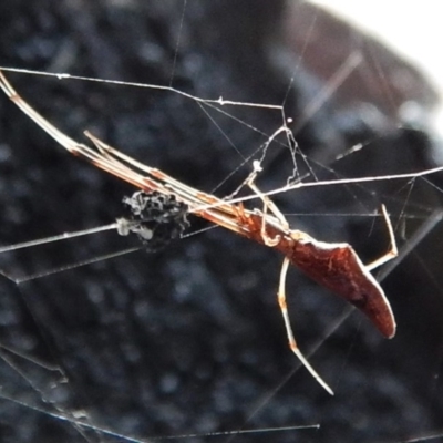 Argyrodes sp. (genus) (Dew-drop spider) at Belconnen, ACT - 13 Feb 2018 by CathB