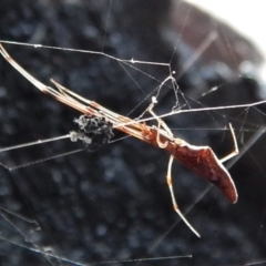 Argyrodes sp. (genus) (Dew-drop spider) at Belconnen, ACT - 12 Feb 2018 by CathB