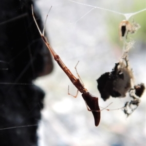 Argyrodes sp. (genus) at Belconnen, ACT - 13 Feb 2018