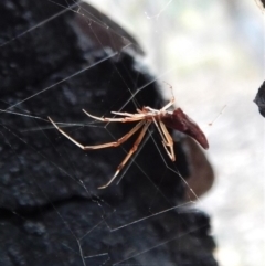 Argyrodes sp. (genus) at Belconnen, ACT - 13 Feb 2018 08:54 AM