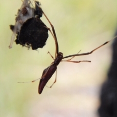 Argyrodes sp. (genus) at Belconnen, ACT - 13 Feb 2018