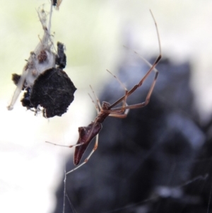 Argyrodes sp. (genus) at Belconnen, ACT - 13 Feb 2018