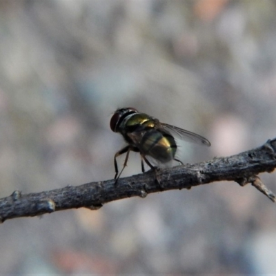 Lucilia cuprina (Australian sheep blowfly) at Aranda, ACT - 11 Feb 2018 by CathB