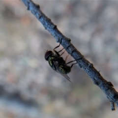 Lucilia cuprina at Aranda, ACT - 12 Feb 2018 07:38 AM