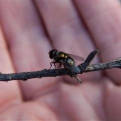 Lucilia cuprina at Aranda, ACT - 12 Feb 2018 07:38 AM