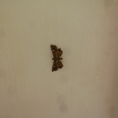 Baeoptila oculalis (A Crambid Moth) at Deakin, ACT - 10 Feb 2018 by jksmits