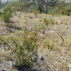 Rosa rubiginosa (Sweet Briar, Eglantine) at Isaacs Ridge and Nearby - 12 Feb 2018 by Mike