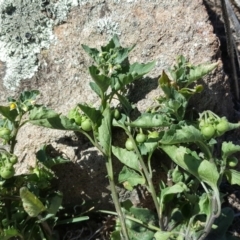 Solanum sp. (Tomato) at Isaacs Ridge - 12 Feb 2018 by Mike