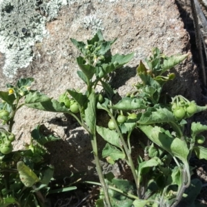 Solanum sp. at Symonston, ACT - 12 Feb 2018 11:12 AM