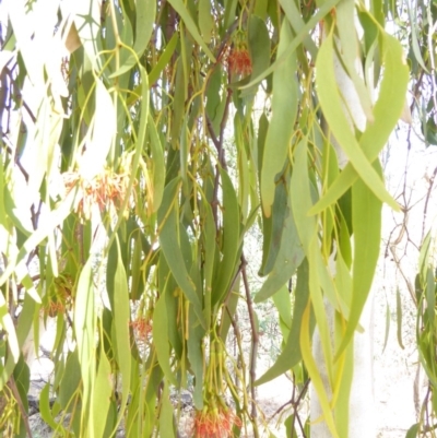 Amyema miquelii (Box Mistletoe) at Red Hill Nature Reserve - 11 Feb 2018 by JackyF