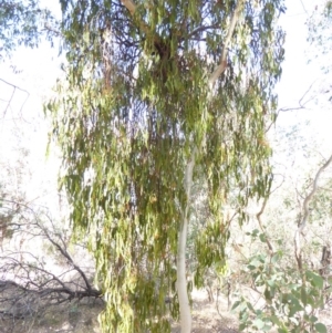 Amyema miquelii at Hughes, ACT - 12 Feb 2018 09:25 AM