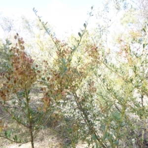 Bursaria spinosa at Hughes, ACT - 12 Feb 2018 09:19 AM