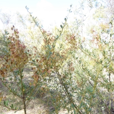 Bursaria spinosa (Native Blackthorn, Sweet Bursaria) at Red Hill Nature Reserve - 11 Feb 2018 by JackyF