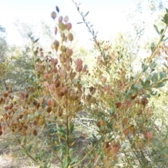 Bursaria spinosa at Hughes, ACT - 12 Feb 2018 09:19 AM