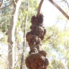 Uromycladium (genus) (A gall forming rust fungus) at Hughes, ACT - 12 Feb 2018 by JackyF