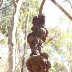 Uromycladium sp. (A gall forming rust fungus) at Hughes, ACT - 11 Feb 2018 by JackyF