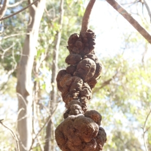 Uromycladium sp. at Hughes, ACT - 12 Feb 2018