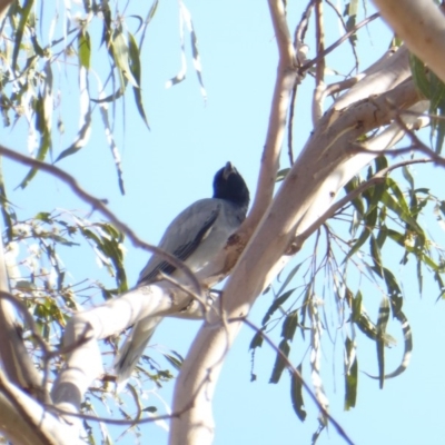 Coracina novaehollandiae (Black-faced Cuckooshrike) at Deakin, ACT - 11 Feb 2018 by JackyF