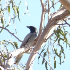 Coracina novaehollandiae at Deakin, ACT - 12 Feb 2018