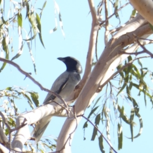 Coracina novaehollandiae at Deakin, ACT - 12 Feb 2018 08:57 AM