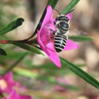 Megachile (Eutricharaea) serricauda (Leafcutter bee, Megachilid bee) at Acton, ACT - 12 Feb 2018 by PeterA