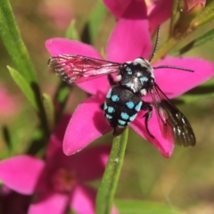 Thyreus caeruleopunctatus (Chequered cuckoo bee) at ANBG - 12 Feb 2018 by PeterA