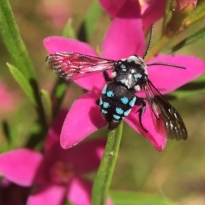 Thyreus caeruleopunctatus at Acton, ACT - 12 Feb 2018 11:21 AM