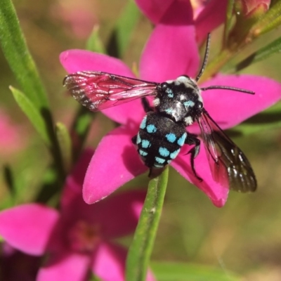 Thyreus caeruleopunctatus (Chequered cuckoo bee) at Acton, ACT - 12 Feb 2018 by PeterA