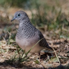 Geopelia placida (Peaceful Dove) at Fyshwick, ACT - 9 Feb 2018 by Graeme