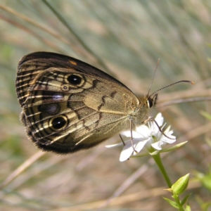 Heteronympha cordace at Cotter River, ACT - 12 Feb 2018 12:03 PM