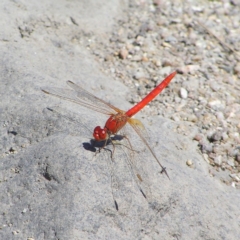 Diplacodes haematodes (Scarlet Percher) at Molonglo Valley, ACT - 11 Feb 2018 by MatthewFrawley