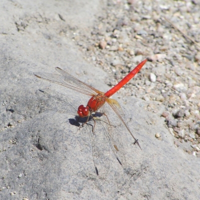 Diplacodes haematodes (Scarlet Percher) at Molonglo River Reserve - 11 Feb 2018 by MatthewFrawley