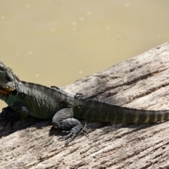 Intellagama lesueurii howittii (Gippsland Water Dragon) at Stromlo, ACT - 12 Feb 2018 by Simmo